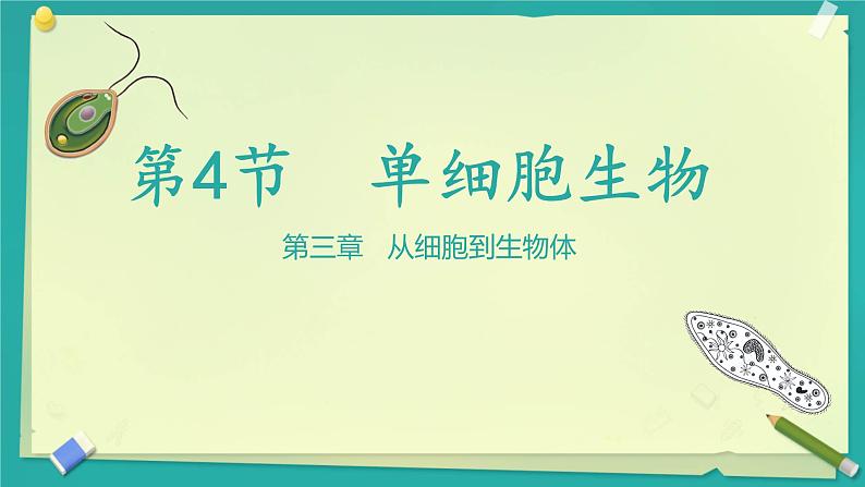 初中 生物 人教版(2024) 七年级上册(2024) 第四节 单细胞生物 课件第1页