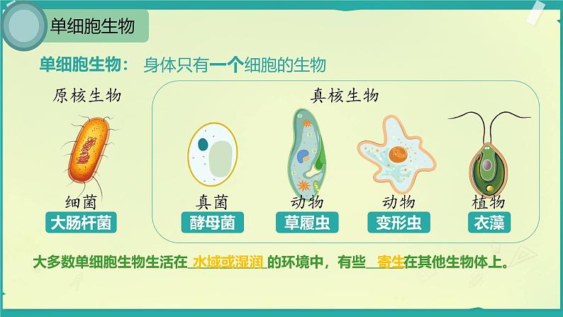 初中 生物 人教版(2024) 七年级上册(2024) 第四节 单细胞生物 课件第4页