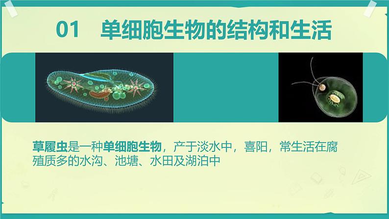 初中 生物 人教版(2024) 七年级上册(2024) 第四节 单细胞生物 课件第5页