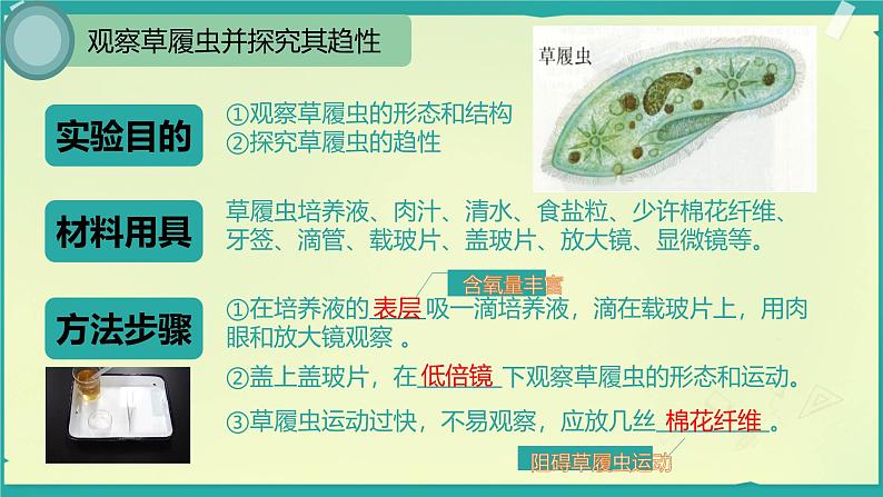 初中 生物 人教版(2024) 七年级上册(2024) 第四节 单细胞生物 课件第6页