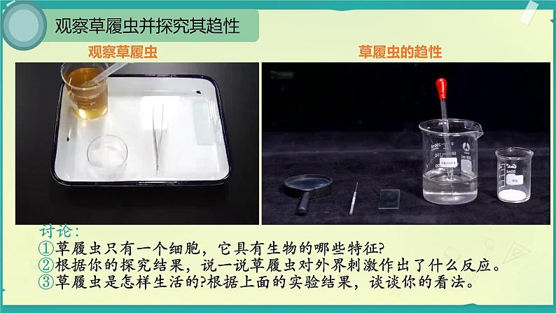 初中 生物 人教版(2024) 七年级上册(2024) 第四节 单细胞生物 课件第7页