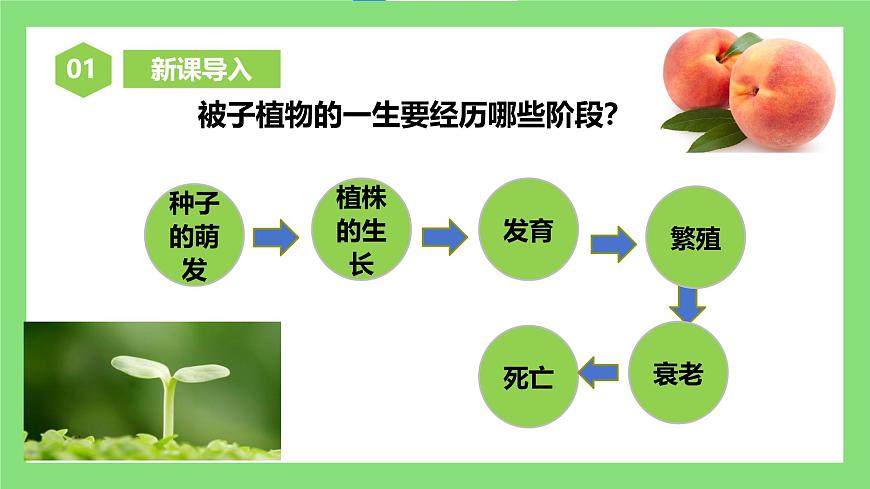 人教版初中生物七年級下冊3.1.1《種子的萌發(fā)》課件第4頁