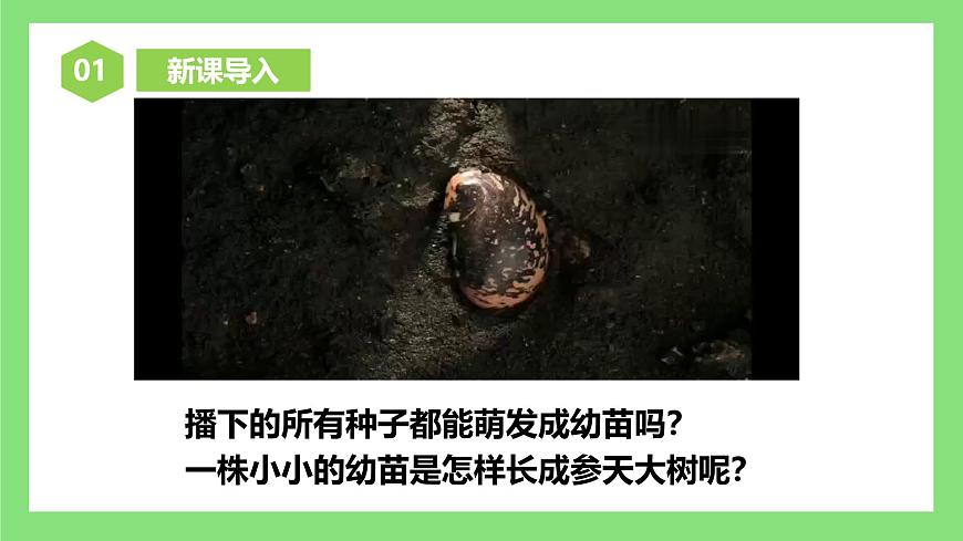 人教版初中生物七年級下冊3.1.2《植株的生長》課件第3頁
