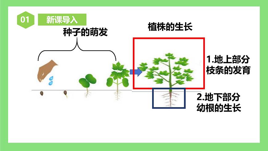 人教版初中生物七年級下冊3.1.2《植株的生長》課件第4頁