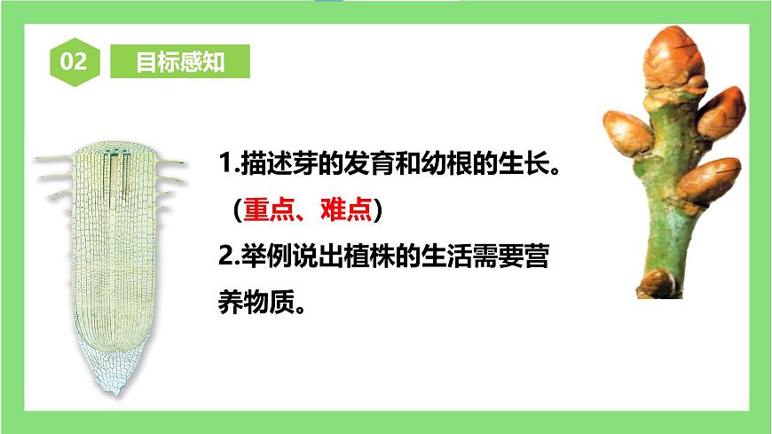 人教版初中生物七年級下冊3.1.2《植株的生長》課件第5頁