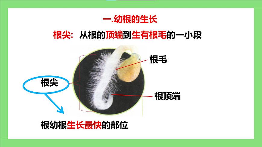 人教版初中生物七年級下冊3.1.2《植株的生長》課件第8頁