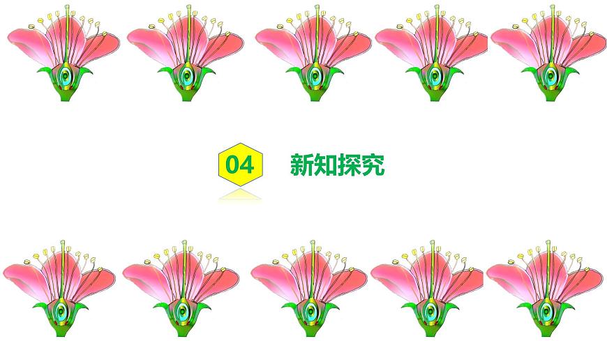 人教版初中生物七年級(jí)下冊(cè)3.1.3《開花和結(jié)果》課件第6頁