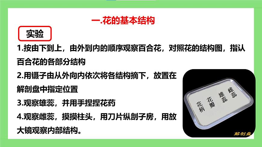 人教版初中生物七年級(jí)下冊(cè)3.1.3《開花和結(jié)果》課件第7頁