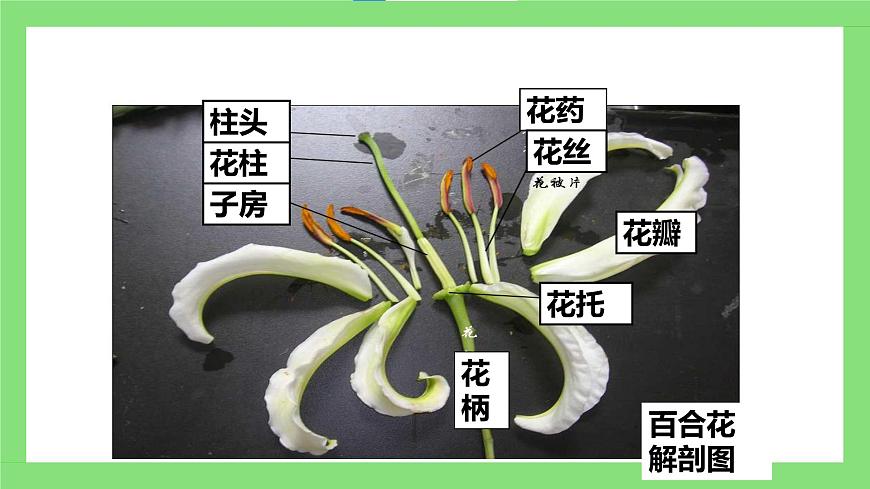 人教版初中生物七年級(jí)下冊(cè)3.1.3《開花和結(jié)果》課件第8頁