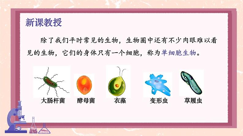 初中 生物 人教版(2024) 七年级上册(2024) 第四节 单细胞生物 课件第4页