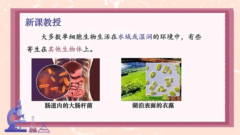 初中 生物 人教版(2024) 七年级上册(2024) 第四节 单细胞生物 课件第5页
