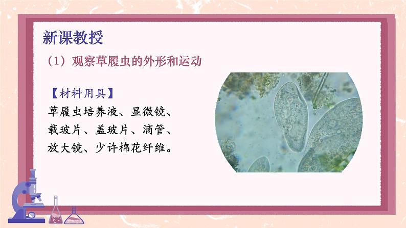 初中 生物 人教版(2024) 七年级上册(2024) 第四节 单细胞生物 课件第6页