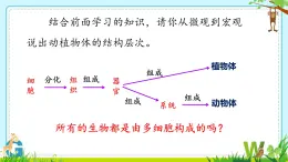 初中  生物  人教版（2024）  七年级上册（2024） 第四节 单细胞生物 课件