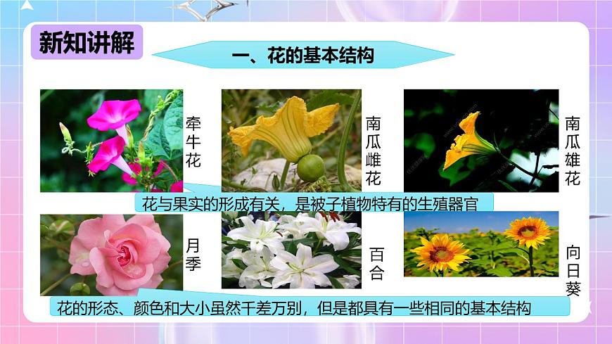 冀少版生物八下6.1.1.1 被子植物的生殖《有性生殖》課件第4頁