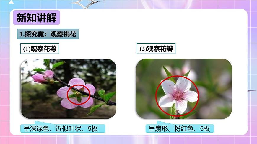 冀少版生物八下6.1.1.1 被子植物的生殖《有性生殖》課件第6頁