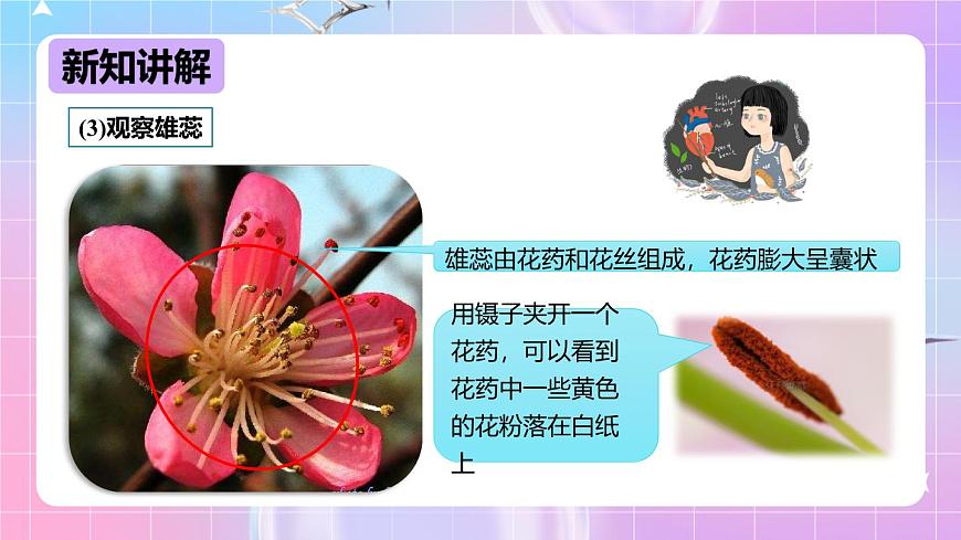 冀少版生物八下6.1.1.1 被子植物的生殖《有性生殖》課件第7頁