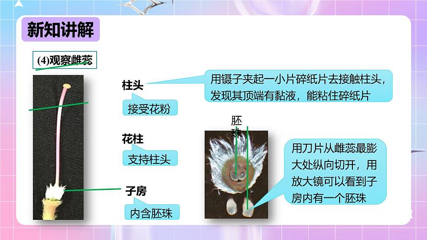 冀少版生物八下6.1.1.1 被子植物的生殖《有性生殖》課件第8頁
