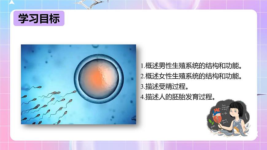 冀少版生物八下6.1.3《人的生殖和胚胎發(fā)育》課件第2頁