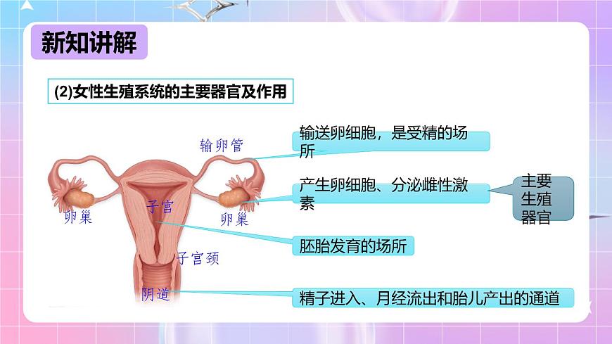 冀少版生物八下6.1.3《人的生殖和胚胎發(fā)育》課件第6頁