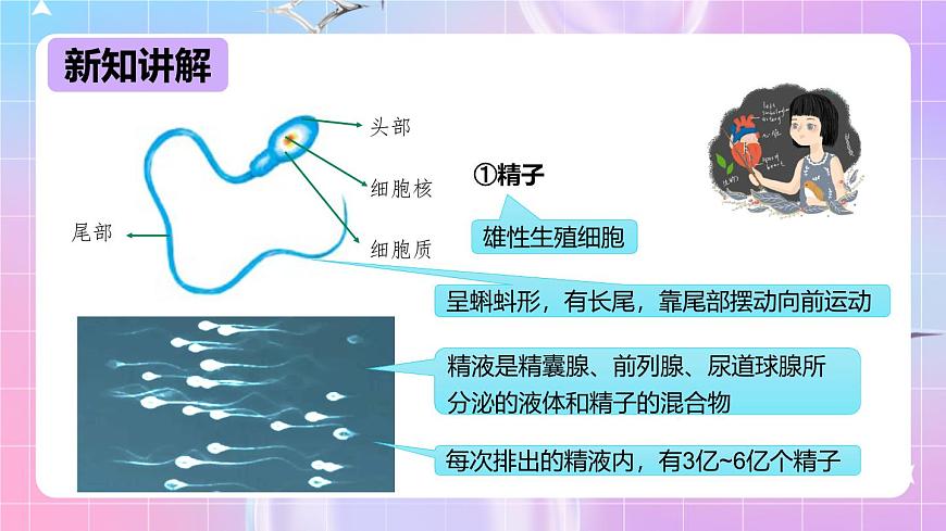 冀少版生物八下6.1.3《人的生殖和胚胎發(fā)育》課件第7頁