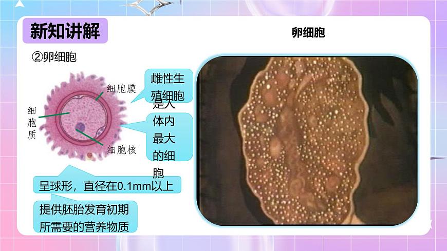 冀少版生物八下6.1.3《人的生殖和胚胎發(fā)育》課件第8頁