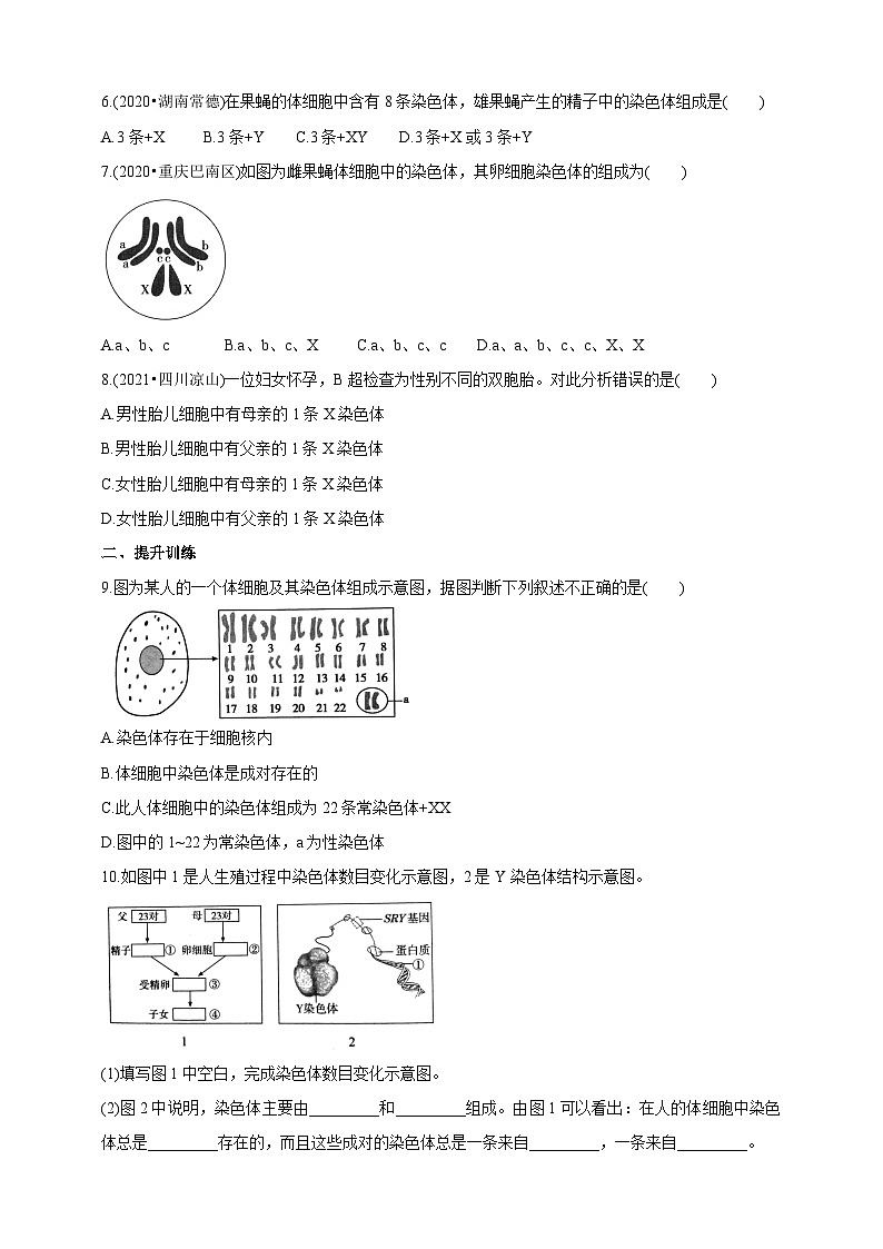 冀少版生物·八下6.2.1.3遗传《人的性别决定》学案第3页