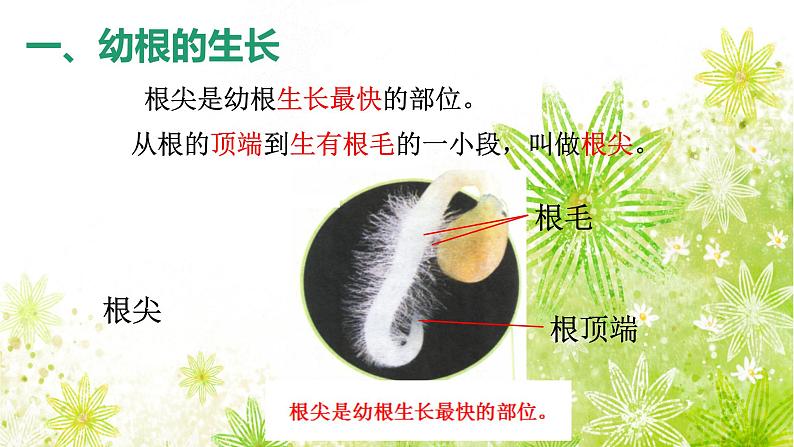 【核心素养】人教版初中生物七年级下册3.1.2《植株的生长》课件第7页