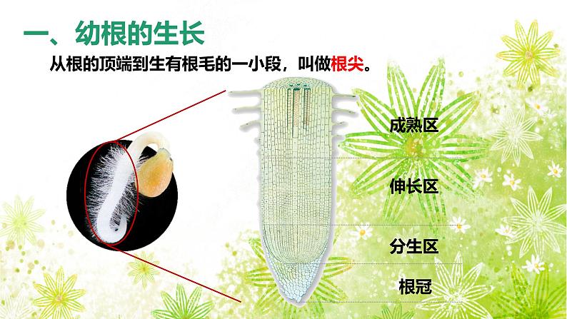 【核心素养】人教版初中生物七年级下册3.1.2《植株的生长》课件第8页