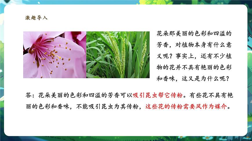 生物七下 3.1.3開花和結(jié)果 課件(共30張PPT)+視頻素材.1第4頁(yè)