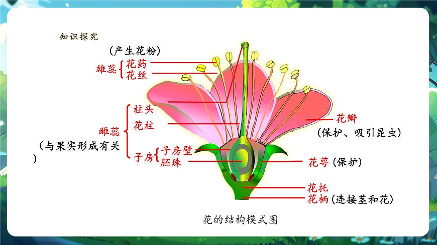 生物七下 3.1.3開花和結(jié)果 課件(共30張PPT)+視頻素材.1第8頁(yè)