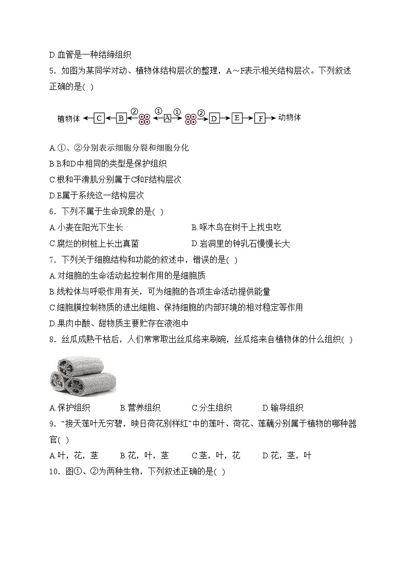 四川省自贡市富顺第二中学校2024-2025学年七年级上学期11月期中生物学试卷(含答案)第2页