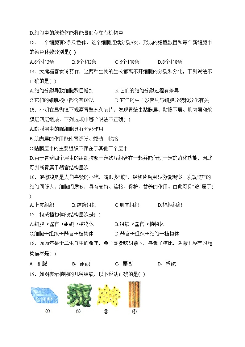 重庆市第八中学校2024-2025学年七年级上学期期中考试生物试卷(含答案)第3页