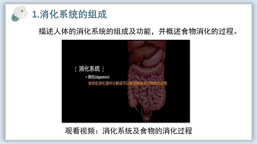 【核心素養(yǎng)目標(biāo)】冀少版初中生物七年級下冊《消化系統(tǒng)的組成》課件第5頁