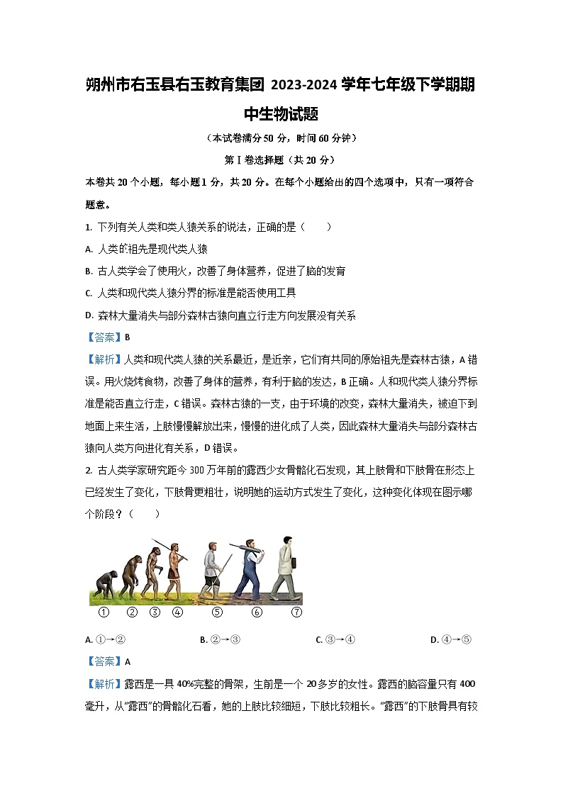 2023~2024学年山西省朔州市右玉县右玉教育集团七年级下学期期中生物试卷（解析版）