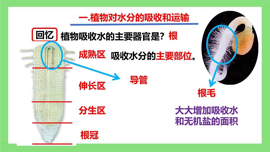 人教版初中生物七年級下冊3.2.1《水的利用與散失》課件第7頁