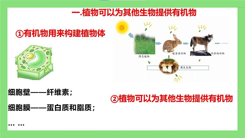 人教版初中生物七年级下册3.2.4《植物在自然界中的作用》课件第7页