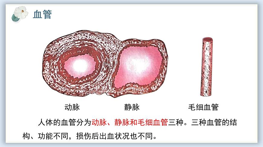 【核心素養(yǎng)目標(biāo)】冀少版初中生物七年級下冊《血管》課件第6頁
