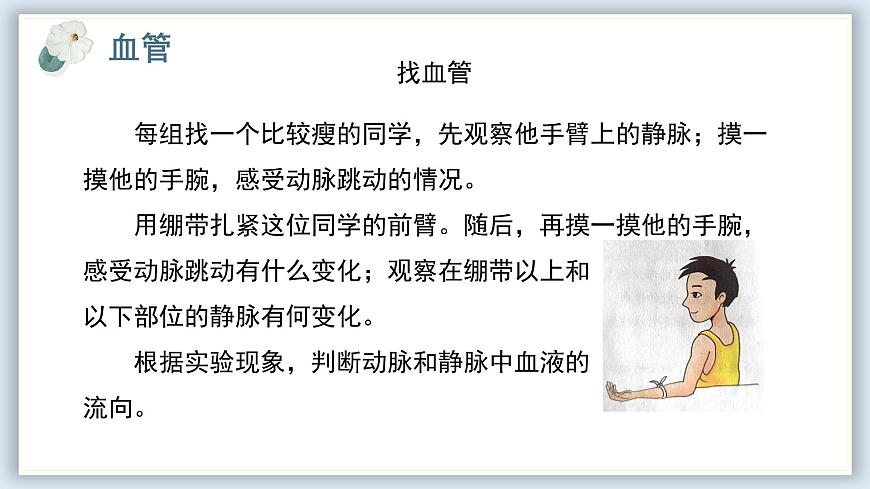 【核心素養(yǎng)目標(biāo)】冀少版初中生物七年級下冊《血管》課件第7頁