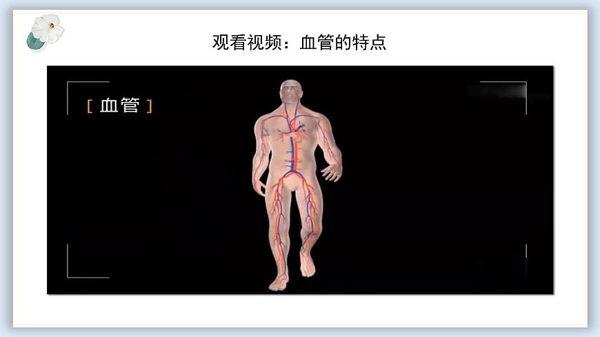 【核心素養(yǎng)目標(biāo)】冀少版初中生物七年級下冊《血管》課件第8頁