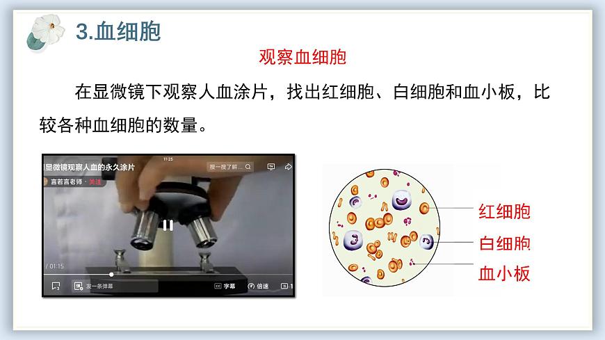 【核心素養(yǎng)目標】冀少版初中生物七年級下冊《血液》課件第8頁
