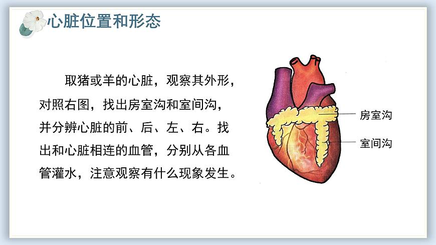 【核心素養(yǎng)目標】冀少版初中生物七年級下冊《心臟》課件第5頁