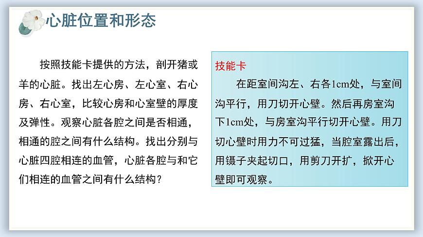 【核心素養(yǎng)目標】冀少版初中生物七年級下冊《心臟》課件第6頁