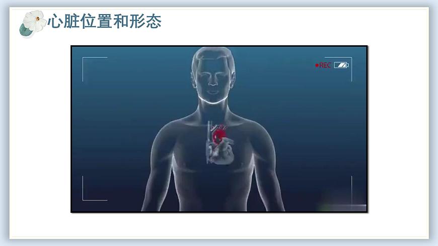 【核心素養(yǎng)目標】冀少版初中生物七年級下冊《心臟》課件第7頁