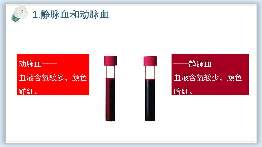 【核心素養(yǎng)目標(biāo)】冀少版初中生物七年級下冊《血液循環(huán)的途徑和功能》課件 - 副本第5頁