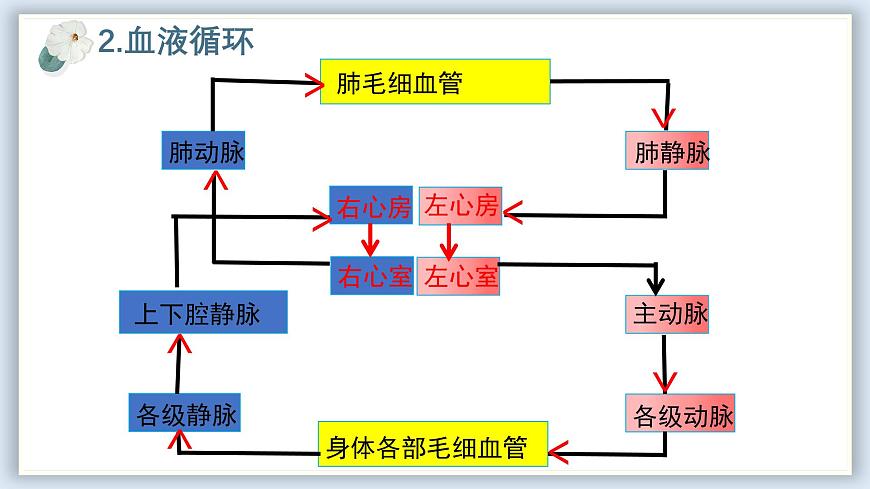 【核心素養(yǎng)目標(biāo)】冀少版初中生物七年級下冊《血液循環(huán)的途徑和功能》課件 - 副本第7頁