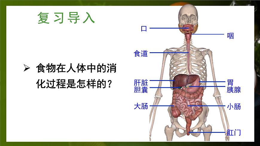 第2課時(shí) 食物在胃和小腸內(nèi)的消化 營(yíng)養(yǎng)物質(zhì)的吸收第2頁