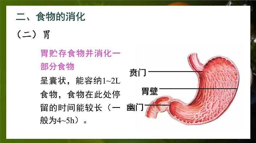 第2課時(shí) 食物在胃和小腸內(nèi)的消化 營(yíng)養(yǎng)物質(zhì)的吸收第5頁