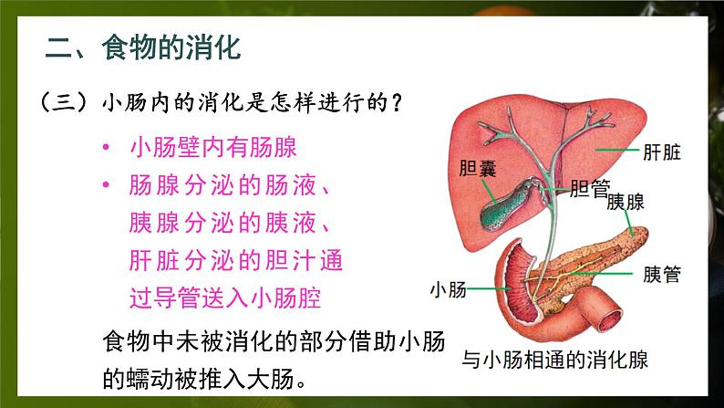 第2课时 食物在胃和小肠内的消化 营养物质的吸收第8页