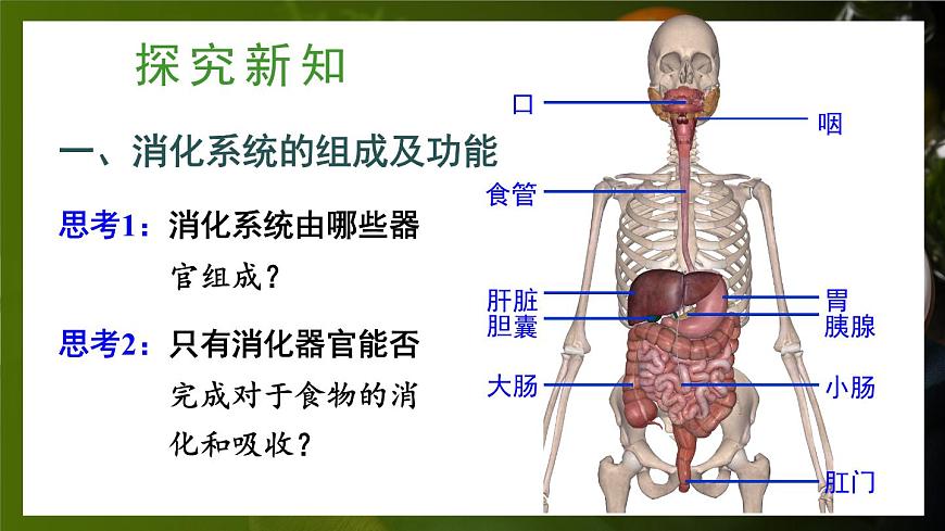 第1課時(shí) 消化系統(tǒng)的組成 食物在口腔內(nèi)的消化第3頁