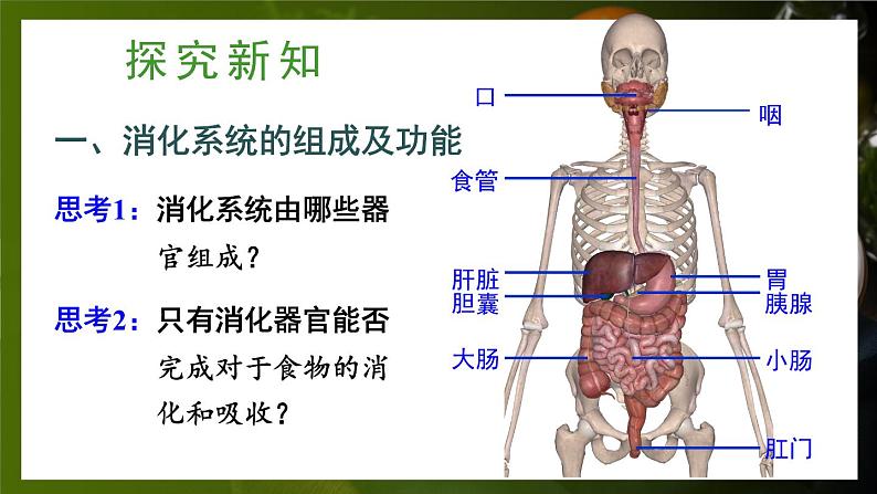 第1课时 消化系统的组成 食物在口腔内的消化第3页